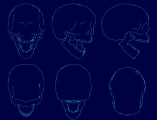 Human skull outlines showcase detailed anatomical contours with clean, precise lines. The illustration highlights cranial structure, jawline, and eye sockets. Perfect for medical, educational.