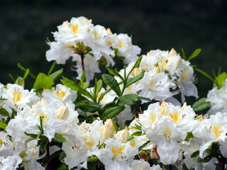 White azalea (Rhododendron) in full bloom – delicate spring flowers and glossy green foliage, ornamental shrub commonly used in gardens, borders, and landscape design