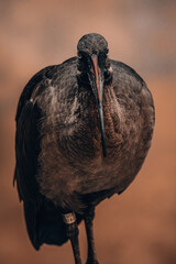 Ptak spoglądający w obiektyw. © Madeo99