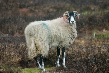 Scottish Blackface sheep standing in a rugged moorland landscape, looking at the camera. Its thick wool and curved horns are distinct, with ear tags and a blue marking on its back.