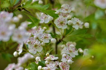 Close-up of blooming hawthorn tree branches with clusters of small white flowers and green leaves in a springtime forest. Natural light and vibrant foliage create a peaceful nature scene