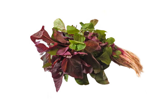 red spinach or amaranth  isolated on white background