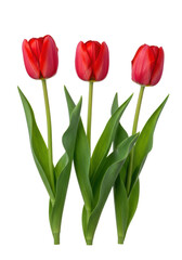 Three vibrant red tulips with tightly closed petals and lush green leaves, standing tall against a perfectly clean, bright white studio background with ample copy space, concept of pristine elegance.