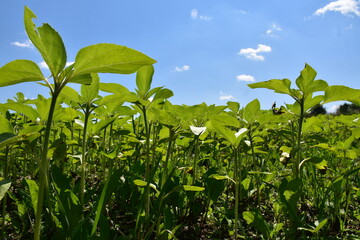A field of sunflower flowers in spring, Sainte-Apolline, Québec, Canada