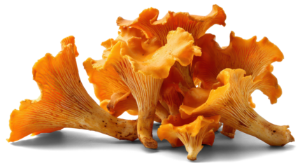 chanterelle mushrooms on white background