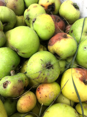 Freshly harvested apples in various stages of ripeness outdoors