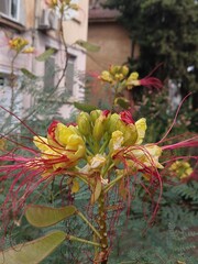 Caesalpinia magnifica, Peacock flower, Red bird of paradise,  Pride of Barbados, Peacock flower