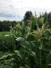 Obraz premium Cornfield flourishing under a cloudy sky in summer