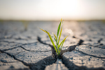 Rice shortage issue. Abnormal weather conditions have caused drought in rice paddies, resulting in cracked soil
