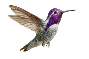 Fototapeta premium Stunning iridescent hummingbird with vibrant purple gorget hovers mid-air showcasing intricate feather detail and delicate wings in a dynamic pose