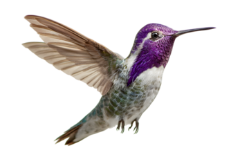 Stunning iridescent hummingbird with vibrant purple gorget hovers mid-air showcasing intricate feather detail and delicate wings in a dynamic pose