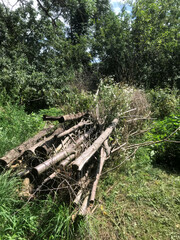 Wooden logs stacked in a lush green forest during daytime