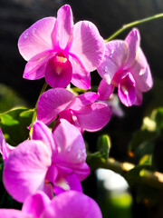 Beautiful Cattleya orchid after rain with sunlight, violet shade of Cattleya orchid genus, vertical template, close up beautiful flower.