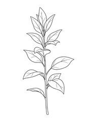 Botanical Plant Branch with Leaves, Detailed Line Art Drawing, Simple Style, Isolated on White Background, Vector Illustration