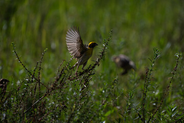 A stunning moment of a Baya weaver bird extends its wings, showcasing its detailed plumage and the grace of its movements.
