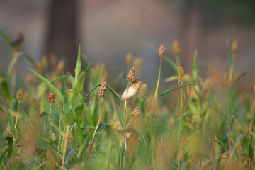 A beautiful small Baya weaver bird perched on a seeded plant stem, actively feeding. The soft green background highlighting the bird and intricate details of plant.
