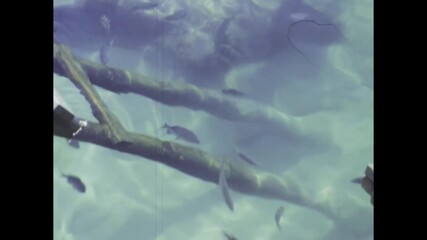 Fish swimming in riviera maya's clear water in 1983