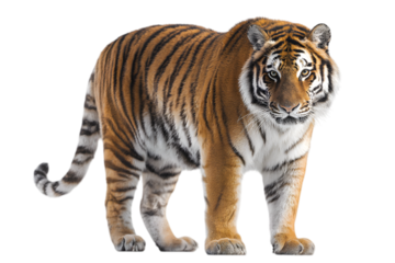 Majestic tiger stands powerfully showcasing its striking orange and black striped fur and intense gaze, an iconic symbol of wild beauty and strength.