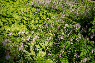 Group of green plants. Densely growing hostas with bright green leaves,