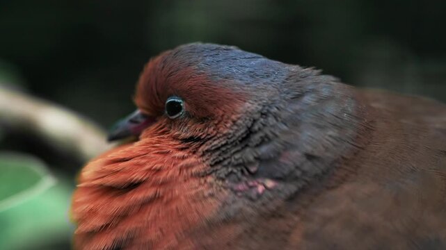 A Socorro dove (Zenaida graysoni) rests hidden among the bushes. 
The extremely close-up shot highlights its beautiful reddish-brown plumage and gentle expression.