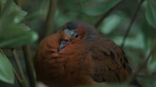 A Socorro dove (Zenaida graysoni) rests hidden among the bushes. 
The extremely close-up shot highlights its beautiful reddish-brown plumage and gentle expression.