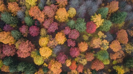 Aerial View of Autumn Forest: A Kaleidoscope of Colors