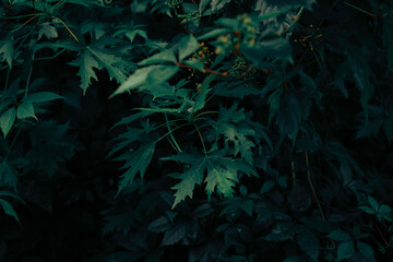 rain forest in the night