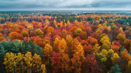 Aerial View of Autumn Forest: Vibrant Colors, Overcast Sky, Scenic Landscape.