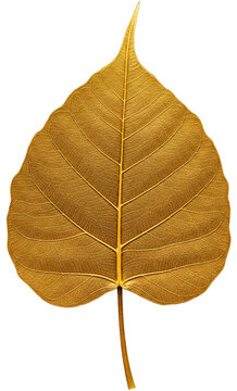 Golden Bodhi Leaf Isolated on Transparent Background PNG &ndash; Sacred Ficus religiosa Leaf for Buddhist Art, Temple Decor, Vector Clipart, Religious Symbol, Spiritual Decorative Element