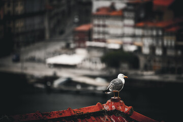 Porto, Portugal - 17 June 2022: View of a lone seagull perched atop weathered terracotta rooftops, overlooking the blurred cityscape and the tranquil, dark waters below.