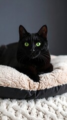Fototapeta premium Black cat with bright green eyes resting on a beige and black pet bed