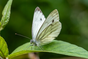 Close-Up of White Butterfly on Green Leaf – Macro Photography of Green-Veined White with Delicate Wing Texture