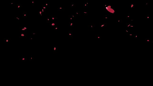 Romantic 3D red rose petals fall gently on a transparent background. This elegant alpha effect is perfect for adding a touch of love and beauty to any project.