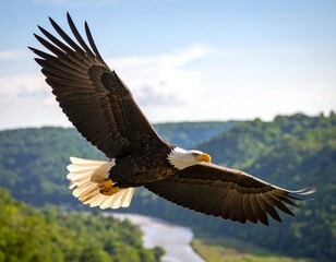 Obraz premium Majestic eagle soaring over landscape