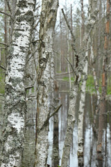 Numerous birch trees in a moorland landscape