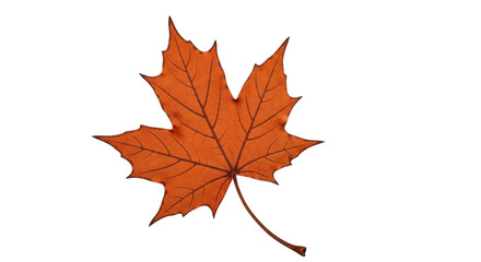 Isolated Maple Leaf