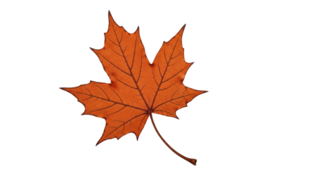 Isolated Maple Leaf