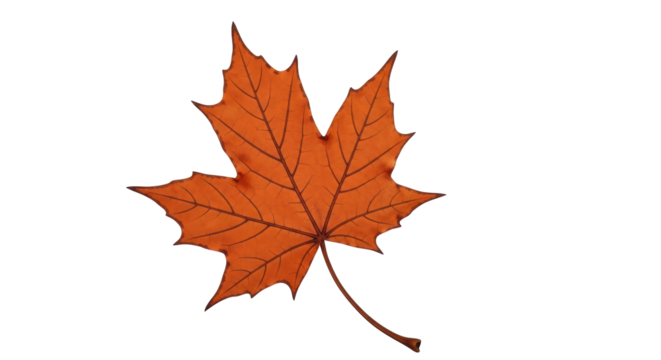 Isolated Maple Leaf