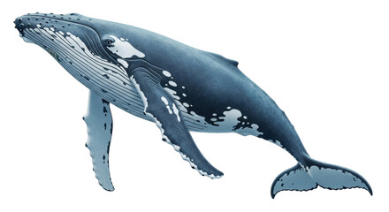 Isolated humpback whale