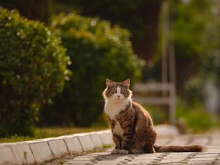 Street cats of Turkey country