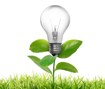 light bulb