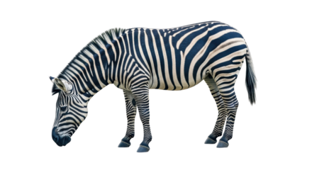 Isolated Zebra Grazing