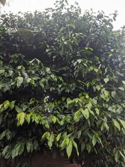 melinjo plant