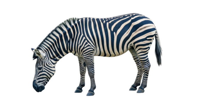 Isolated Zebra Grazing