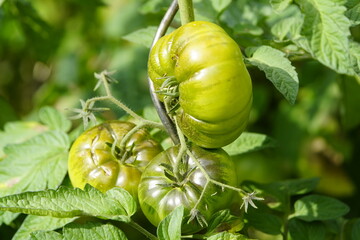 The oxheart tomato is a widely grown, but relatively little traded, meaty tomato variety in Germany, which produces heavily ribbed, very fleshy, mostly light red fruits weighing up to 500 grams. D.
