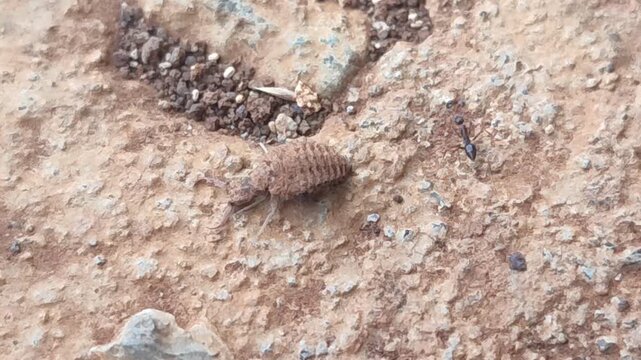 small insect moving on the ground