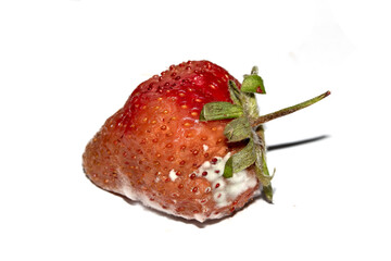 Close up of mouldy fruit strawberry strawberries on white background