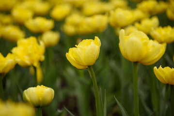 Obraz premium yellow tulip flowers in flower bed, growing beautiful flowers, gardening concept, nature background