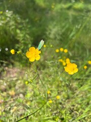 A Close-Up of a Small Iridescent Butterfly on a Bright Yellow Buttercup in Curonian Spit National Park, Lithuania – A Beautiful Natural Color Combination