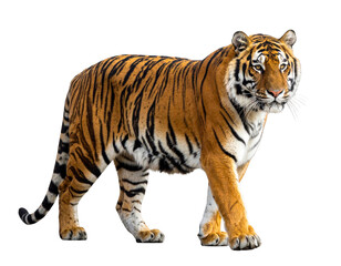 Obraz premium Rear Three-Quarter View of Tiger Walking Away with Turning Head, Isolated PNG